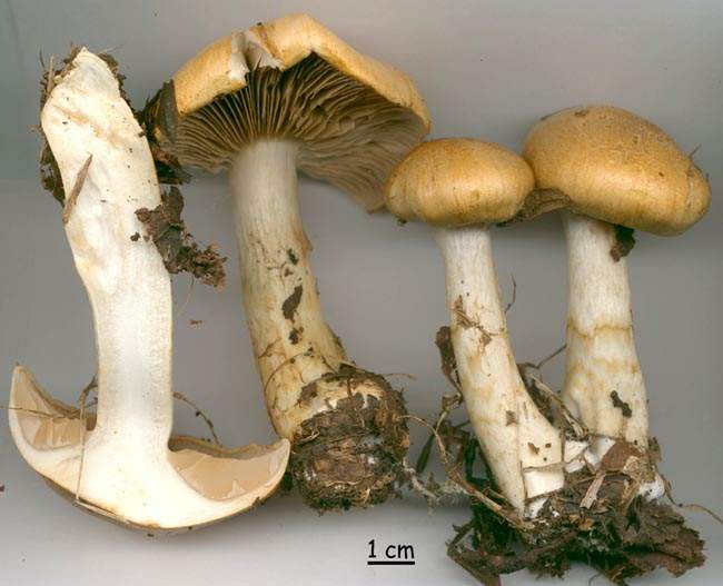 Cortinarius cephalixus